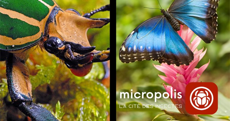 micropolis-cite-insectes-visites-ludiques